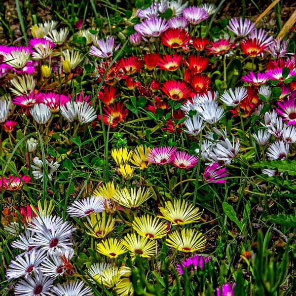 Mixed Ice Plant Flower seeds for Planting - Seasonal Bloomer, Heirloom & GMO Free Seeds for Home Garden