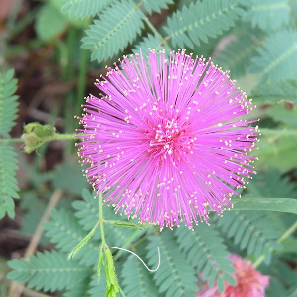 Lavender Mimosa Pudica Flower seeds for Planting - Easy to Grow, Heirloom & GMO Free Seeds for Home Garden