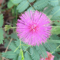 Lavender Mimosa Pudica Flower seeds for Planting - Easy to Grow, Heirloom & GMO Free Seeds for Home Garden