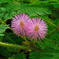 Purple Mimosa Flower seeds for Planting - Easy to Grow, Heirloom & GMO Free Seeds for Home Garden