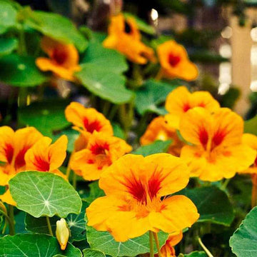 Yellow Nasturtium Flower Seeds for Planting Cut Flower Favorite Heirloom & GMO Free Seeds for Home Garden
 
 Sale