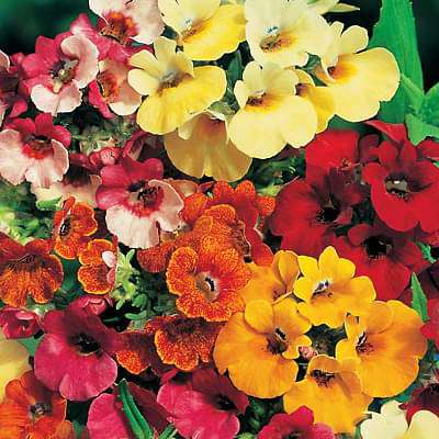 Mixed Nemesia Carnival Flower seeds for Planting - Bright Blooms, Heirloom & GMO Free Seeds for Home Garden