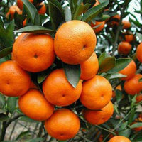 Orange Planting Seeds for Juicy Citrus Fruit - Grow Delicious Oranges