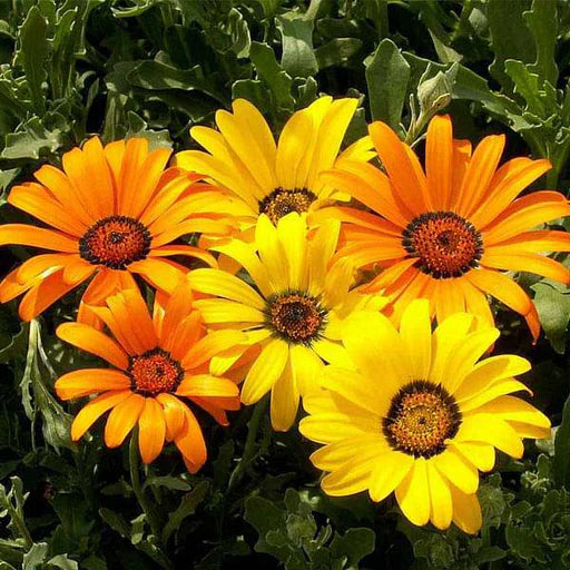 Dimorphotheca Flower seeds for Planting - Bright Blooms, Heirloom & GMO Free Seeds for Home Garden