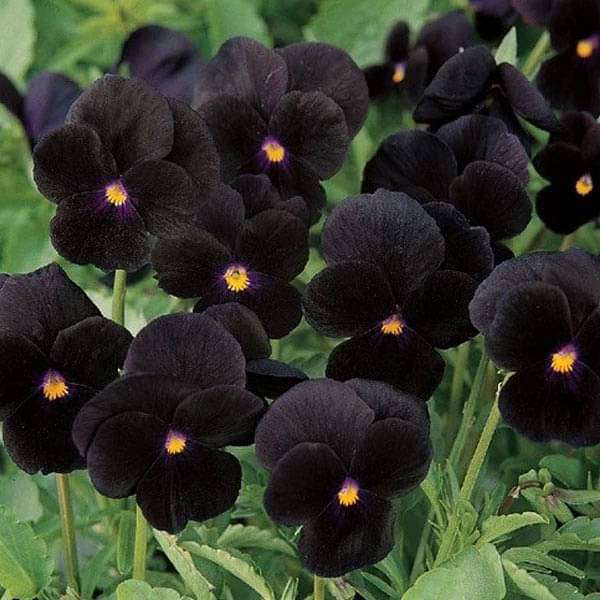 Black Viola Flower seeds for Planting - Easy to Grow, Heirloom & GMO Free Seeds for Home Garden