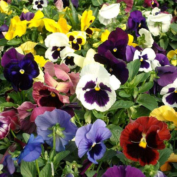 White Black Pansy Flower seeds for Planting Hardy Variety Heirloom & GMO Free Seeds for Home Garden 
 
 Sale