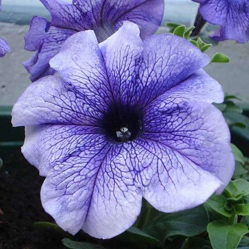 Light Purple Mini Violet Flower Seeds for Planting Perfect for Borders Heirloom & GMO Free Seeds for Home Garden
 
 Sale