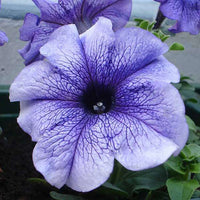 Light Purple Mini Violet Flower Seeds for Planting Perfect for Borders Heirloom & GMO Free Seeds for Home Garden
 
 Sale