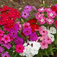 Drummondii Flower seeds for Planting Fragrant Blossoms Heirloom & GMO Free Seeds for Home Garden