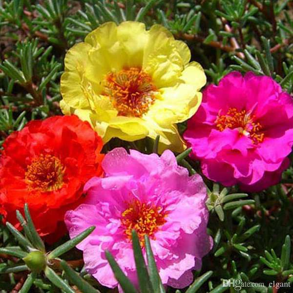 Mixed Color Moss Rose Flower seeds for Planting - Fragrant Blossoms, Heirloom & GMO Free Seeds for Home Garden