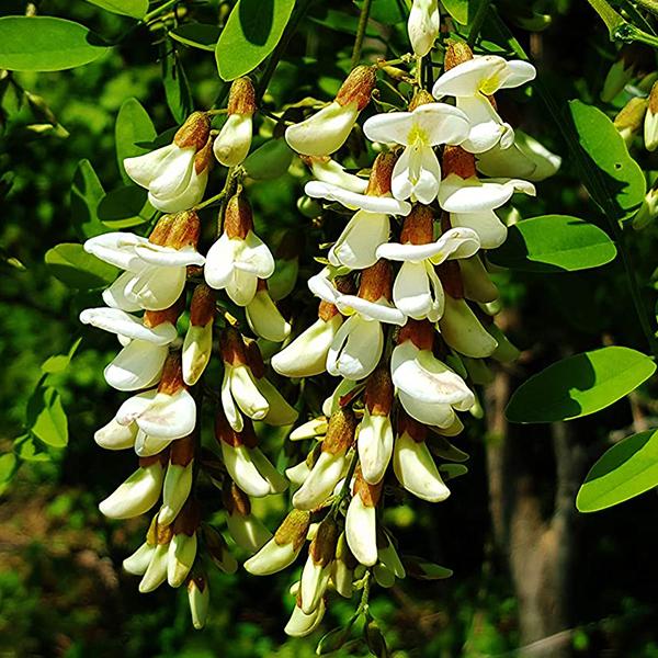 Pseudoacacia Flower seeds for Planting Cottage Garden Essential Heirloom & GMO Free Seeds for Home Garden