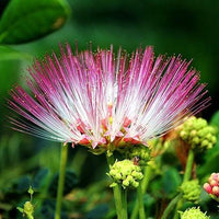 Pink Albizia Flower Seeds for Planting Compact Growth Heirloom & GMO Free Seeds for Home Garden
 
 Sale