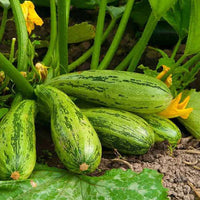 Squash Vegetable Seeds for Planting