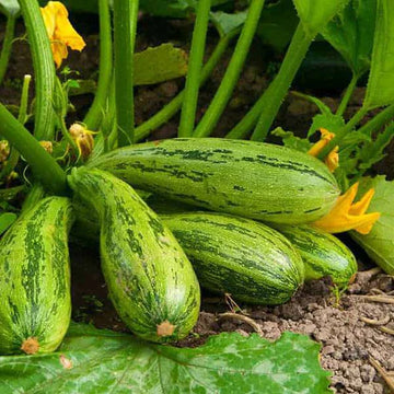 Squash Vegetable Seeds for Planting