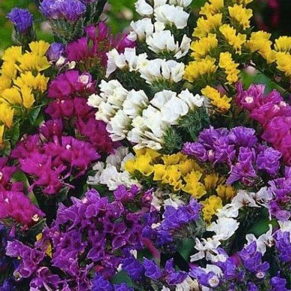 Statice Flower seeds for Planting Premium Quality Heirloom & GMO Free Seeds for Home Garden