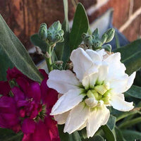 White Matthiola Incana Flower seeds for Planting Wildflower Mix Heirloom & GMO Free Seeds for Home Garden 
 
 Sale