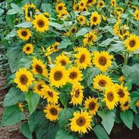 Mini SunFlower seeds for Planting Long Bloom Season Heirloom & GMO Free Seeds for Home Garden