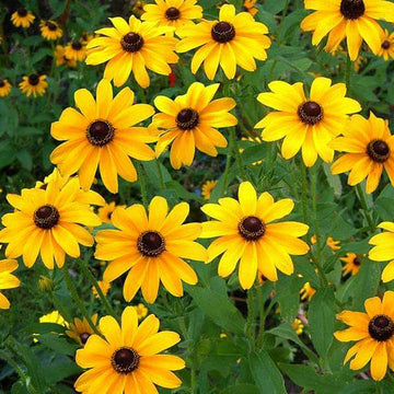 Dark Yellow Mini Sunflower Seeds for Planting – Premium Quality Heirloom & NonGMO Seeds for Home Garden
 
 Sale