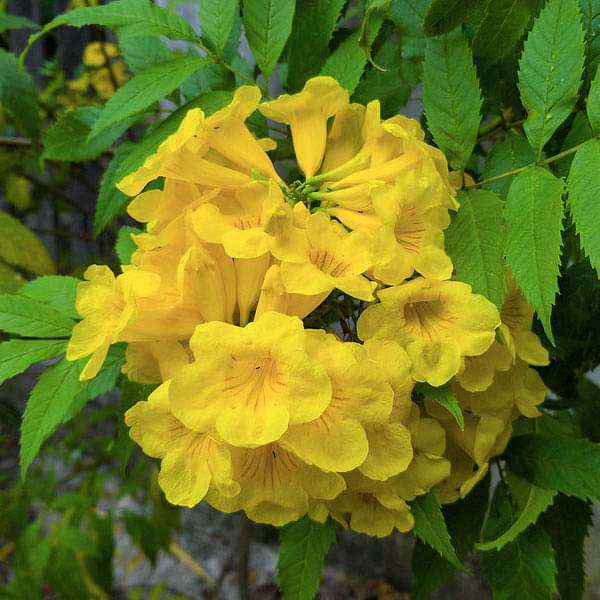 Tecoma Flower seeds for Planting - Long Bloom Season, Heirloom & GMO Free Seeds for Home Garden