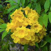 Tecoma Flower seeds for Planting - Long Bloom Season, Heirloom & GMO Free Seeds for Home Garden