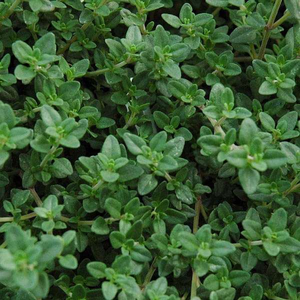 Green Thymus Serpyllum Flower seeds for Planting - Seasonal Bloomer, Heirloom & GMO Free Seeds for Home Garden