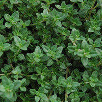 Green Thymus Serpyllum Flower seeds for Planting - Seasonal Bloomer, Heirloom & GMO Free Seeds for Home Garden
