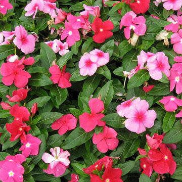 Periwinkle Flower seeds for Planting - Cut Flower Favorite, Heirloom & GMO Free Seeds for Home Garden