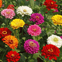 Mixed Zinnia Flower seeds for Planting - Vibrant Colors, Heirloom & GMO Free Seeds for Home Garden