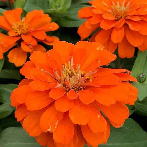 Light Orange Zinnia Flower seeds for Planting Drought Tolerant Heirloom & GMO Free Seeds for Home Garden