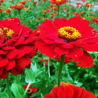Brown Red Zinnia Flower seeds for Planting Shade Tolerant Heirloom & GMO Free Seeds for Home Garden