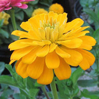 Yellow Zinnia Elegans Flower seeds for Planting - Premium Quality, Heirloom & GMO Free Seeds for Home Garden
