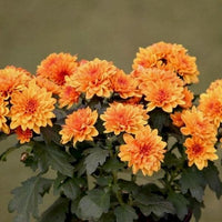 Orange Chrysanthemum Flower seeds for Planting Wildflower Mix Heirloom & GMO Free Seeds for Home Garden 
 
 Sale