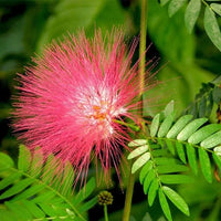 Albizia Flower seeds for Planting Colorful Display Heirloom & GMO Free Seeds for Home Garden 
 
 Sale