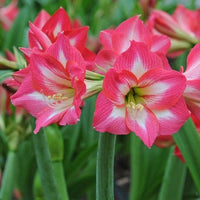 Mixed Amaryllis Flower seeds for Planting Bright Blooms Heirloom & GMO Free Seeds for Home Garden 
 
 Sale
