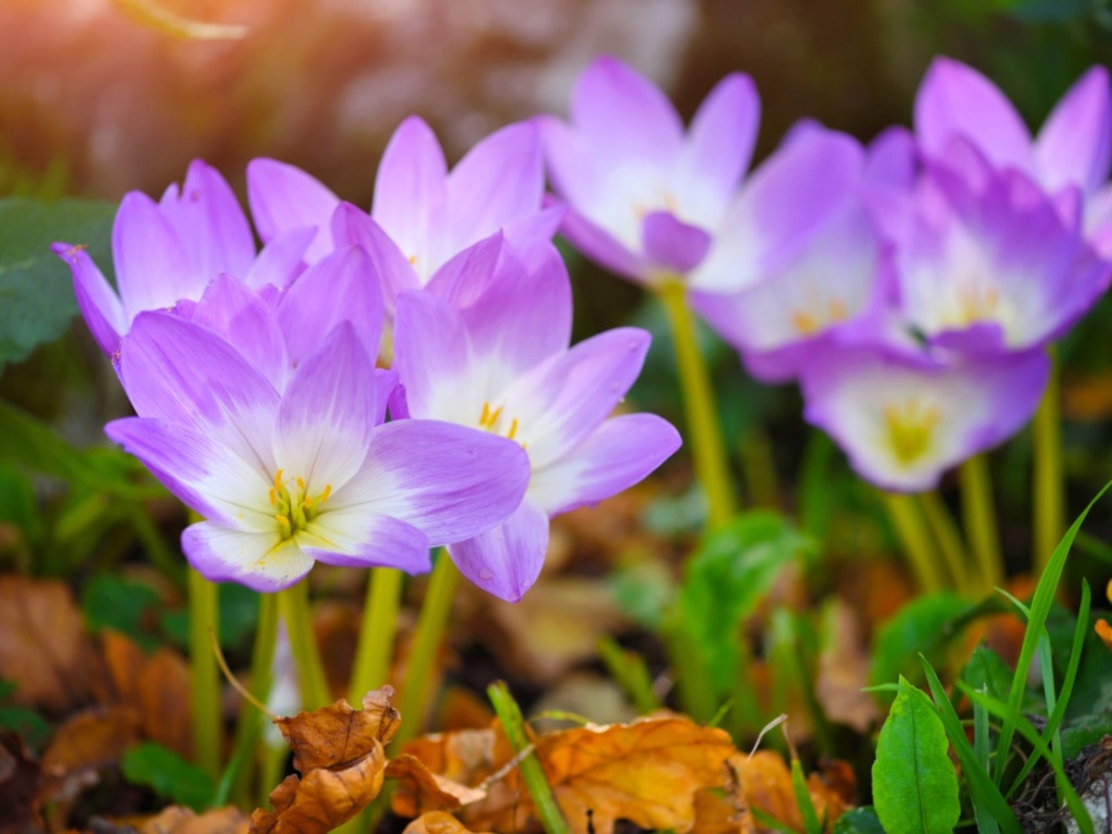 Autumn Crocus Flower seeds for Planting Garden Favorite Heirloom & GMO Free Seeds for Home Garden 
 
 Sale
