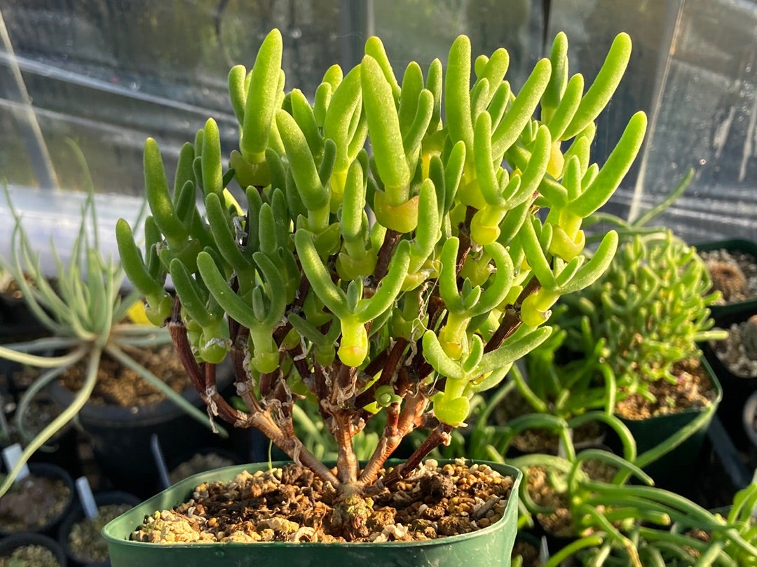 Dicrocaulon Ramulosum Flower seeds for Planting Cut Flower Favorite Heirloom & GMO Free Seeds for Home Garden