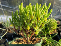 Dicrocaulon Ramulosum Flower seeds for Planting Cut Flower Favorite Heirloom & GMO Free Seeds for Home Garden