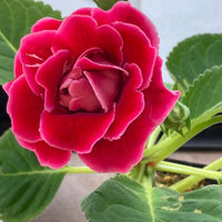 Pink Gloxinia Brocade Flower seeds for Planting - Drought Tolerant, Heirloom & GMO Free Seeds for Home Garden