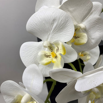Phalaenopsis Orchid Flower seeds for Planting Premium Quality Heirloom & GMO Free Seeds for Home Garden 
 
 Sale for planting in home garden