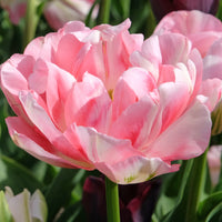 Double Tulip Flower Seeds for Bold, Stunning Garden Blooms