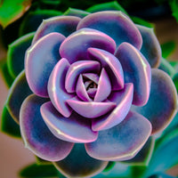 Green Purple Succulent Flower Seeds for Planting Wildflower Mix Heirloom & GMO Free Seeds for Home Garden
 
 Sale