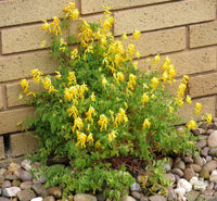 Corydalis Corydalis lutea Flower Seeds for Planting in Flower Bed and Garden