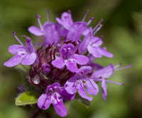 Thymus Serpyllum Flower seeds for Planting Bright Blooms Heirloom & GMO Free Seeds for Home Garden