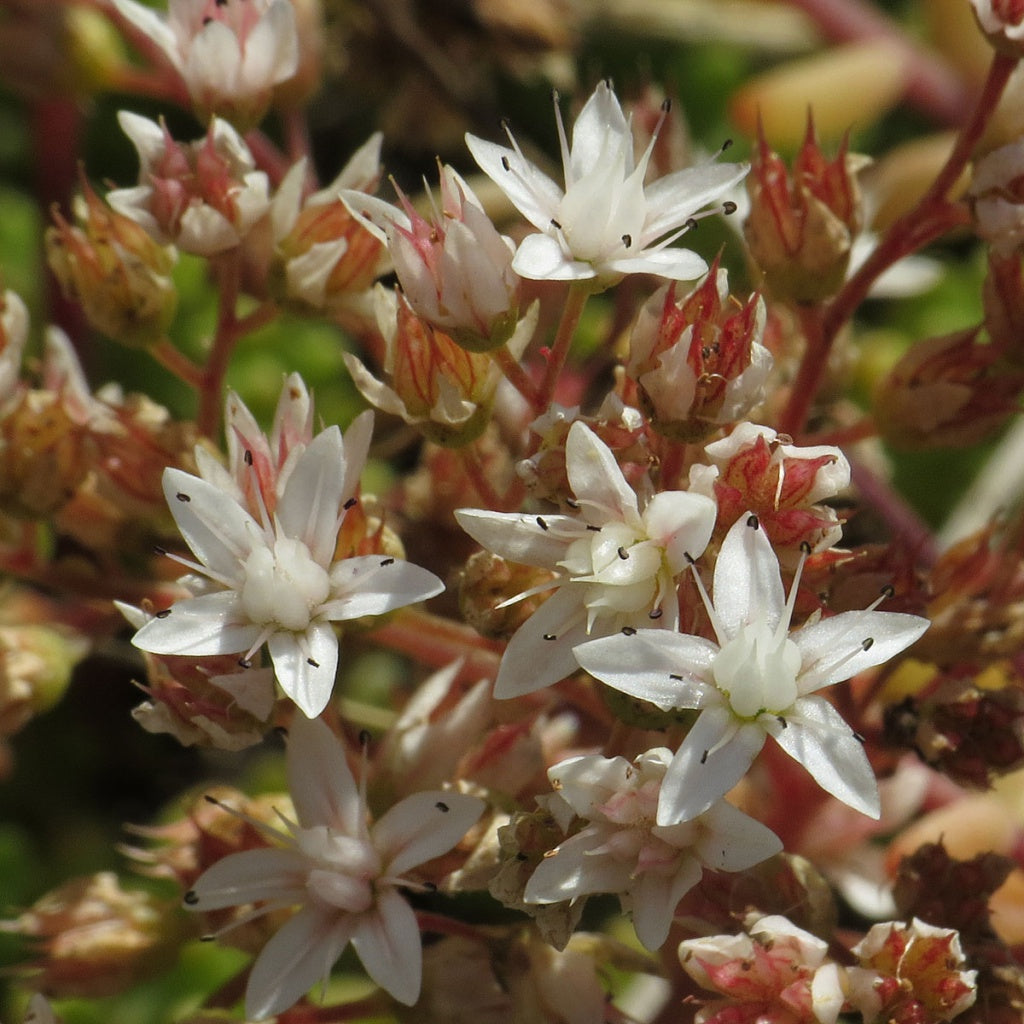 Sedum Album Flower seeds for Planting Low Maintenance Heirloom & GMO Free Seeds for Home Garden
