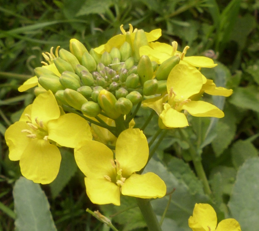 Yellow Edible Rape Flower Seeds for planting