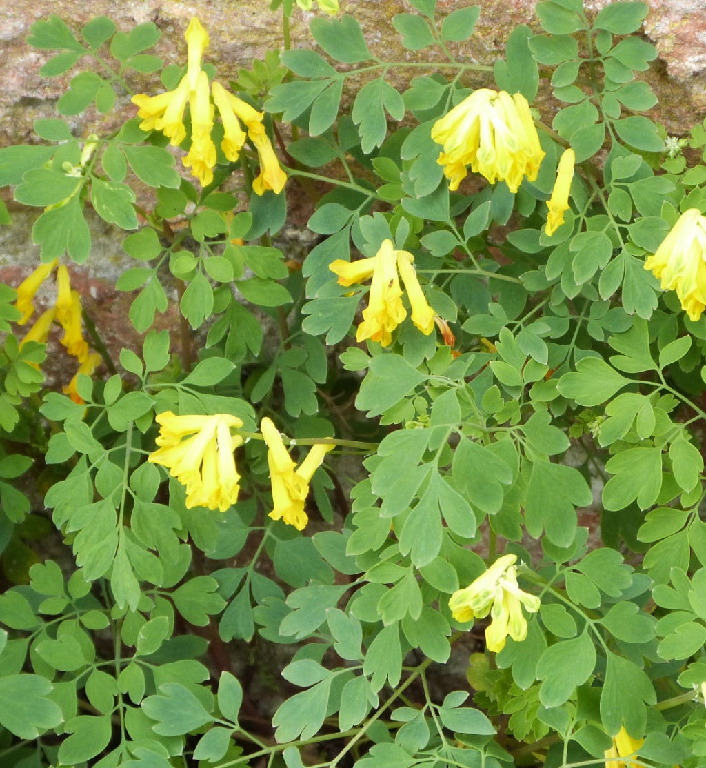 Corydalis Lutea Flower seeds for Planting Fragrant Blossoms Heirloom & GMO Free Seeds for Home Garden