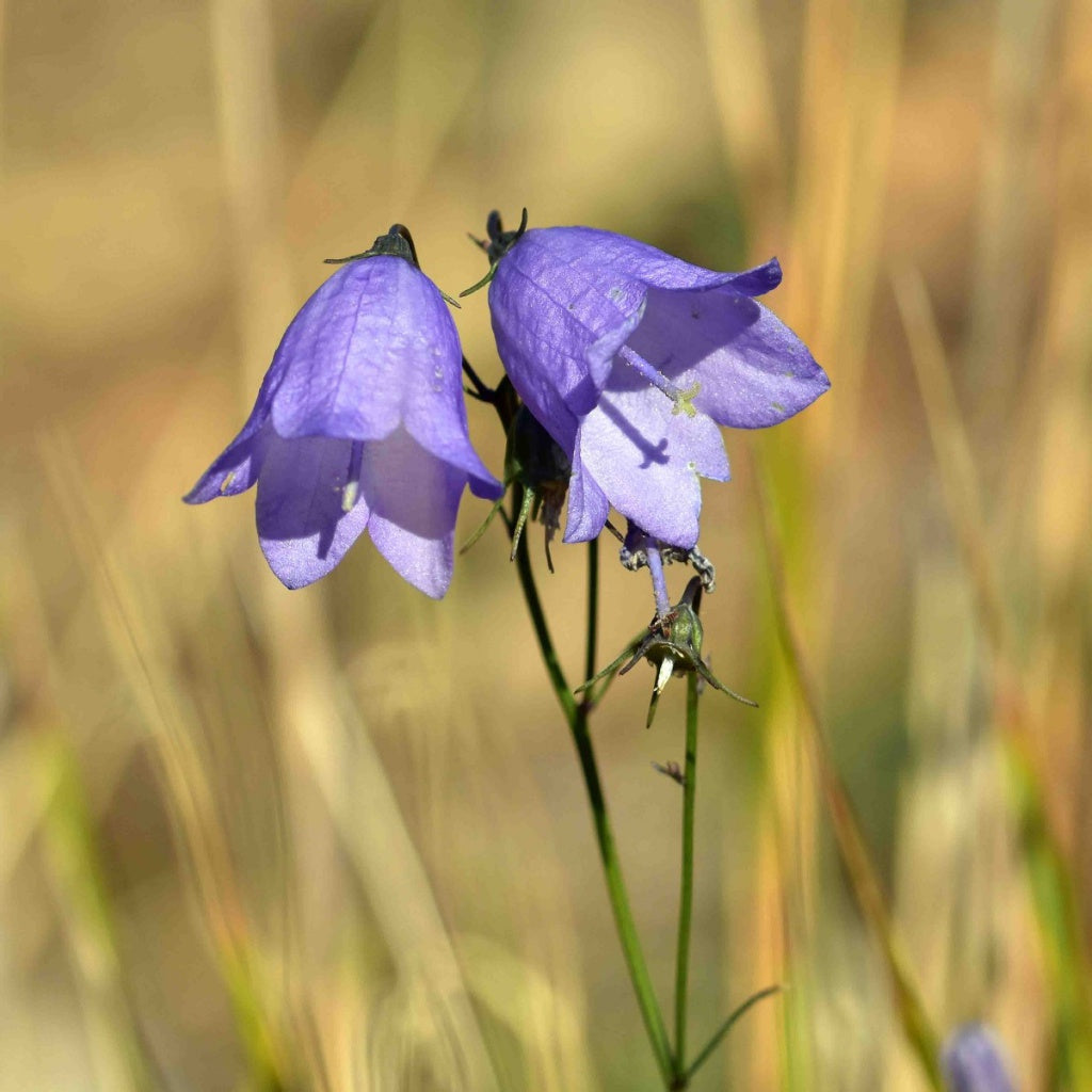 Harebell Flower seeds for Planting, Premium Quality Heirloom & GMO Free Seeds for Home Garden