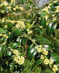 Buxus Sempervirens Flower seeds for Planting - Vibrant Colors, Heirloom & GMO Free Seeds for Home Garden