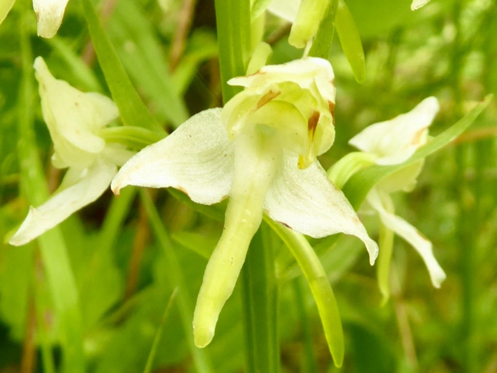Green Butterfly Orchid Flower seeds for Planting - Sun Loving, Heirloom & GMO Free Seeds for Home Garden