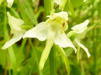 Green Butterfly Orchid Flower seeds for Planting - Sun Loving, Heirloom & GMO Free Seeds for Home Garden